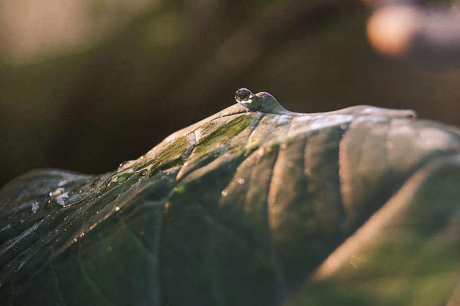 light, plant, water, focus, nikon, day, animal wildlife, animal themes HD wallpaper