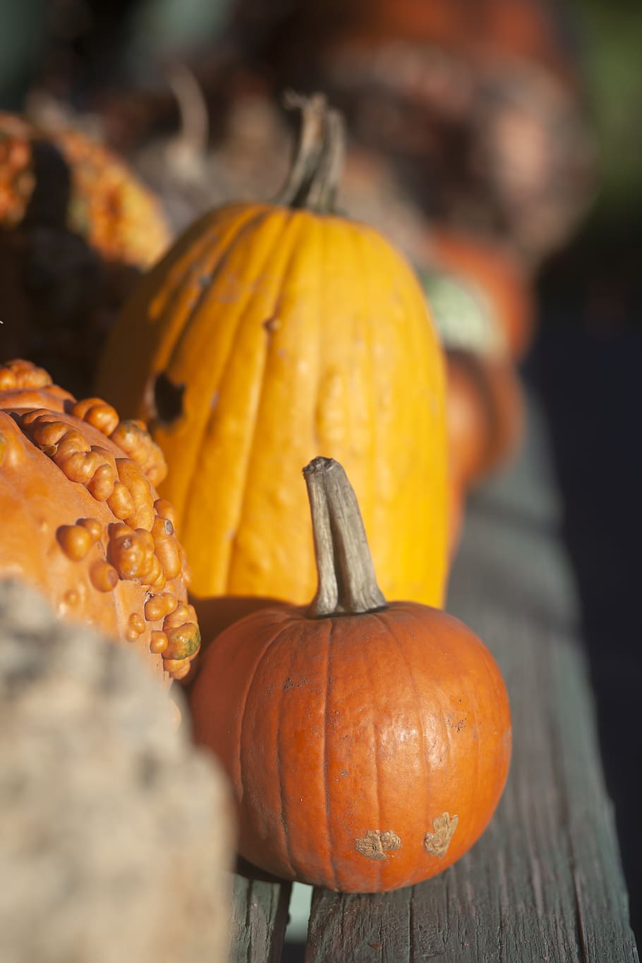 orange pumpkin lot, flora, plant, food, vegetable, squash, produce HD wallpaper