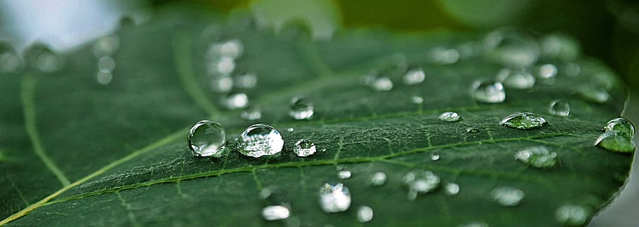 dew, pearl, rain, leaf, drop of water, summer, wet, plant part HD wallpaper