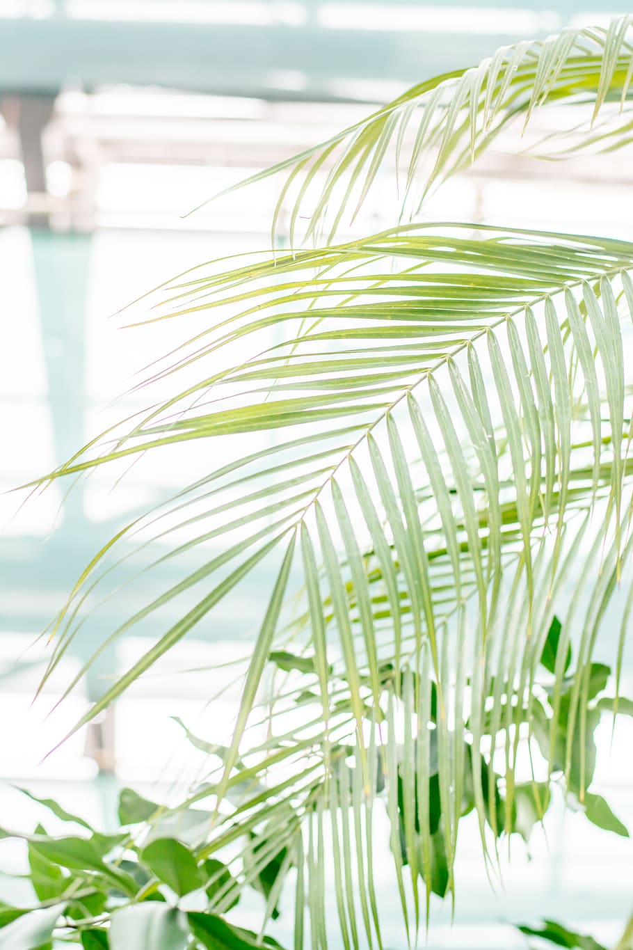 green-leafed plant, green color, plant part, growth, close-up HD wallpaper