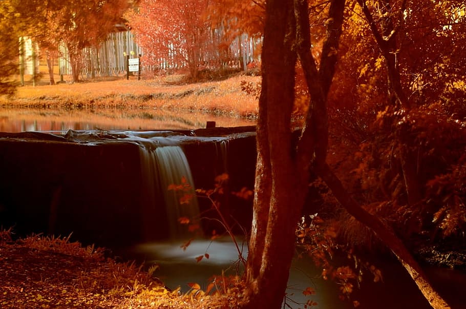 Orange Maple Trees Painting, blur, dawn, fall, landscape, light HD wallpaper
