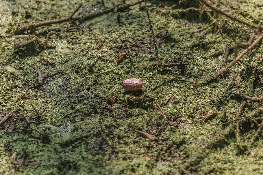 A small egg in the middle of a swampy terrain in sun light, hatching egg HD wallpaper