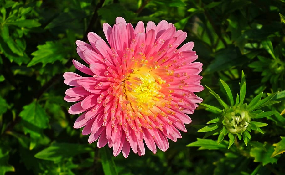 flower, aster, pink, garden, summer, nature, macro, the petals HD wallpaper