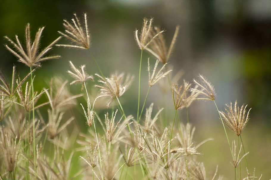 Brown grass