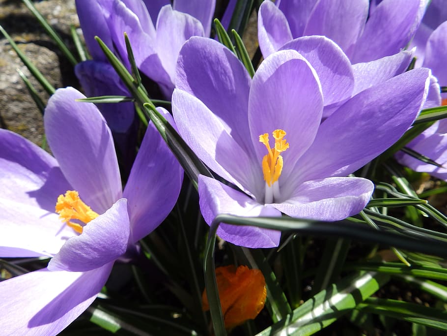 flowers, crocuses, spring, nature, violet, bloom, flora, garden HD wallpaper
