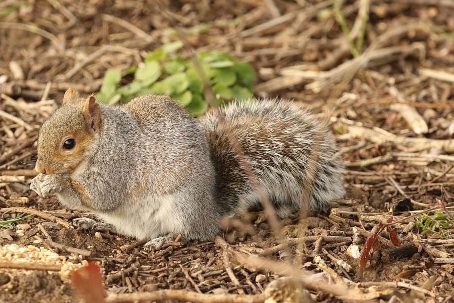 squirrel, feeding, nature, forest, wildlife, cute, outdoor HD wallpaper