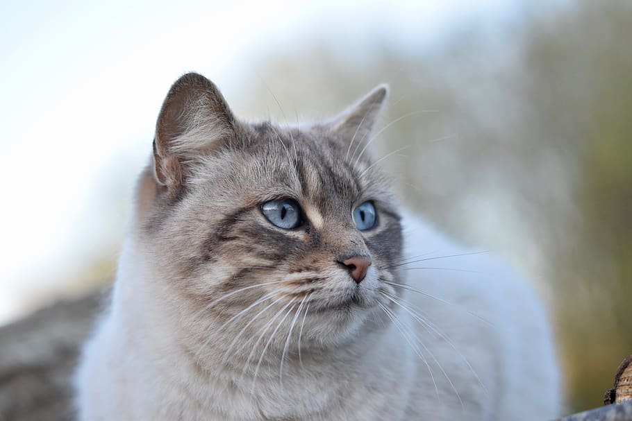 cat, pussy nala, portrait cat, blue eyes cats, female, feline, HD wallpaper
