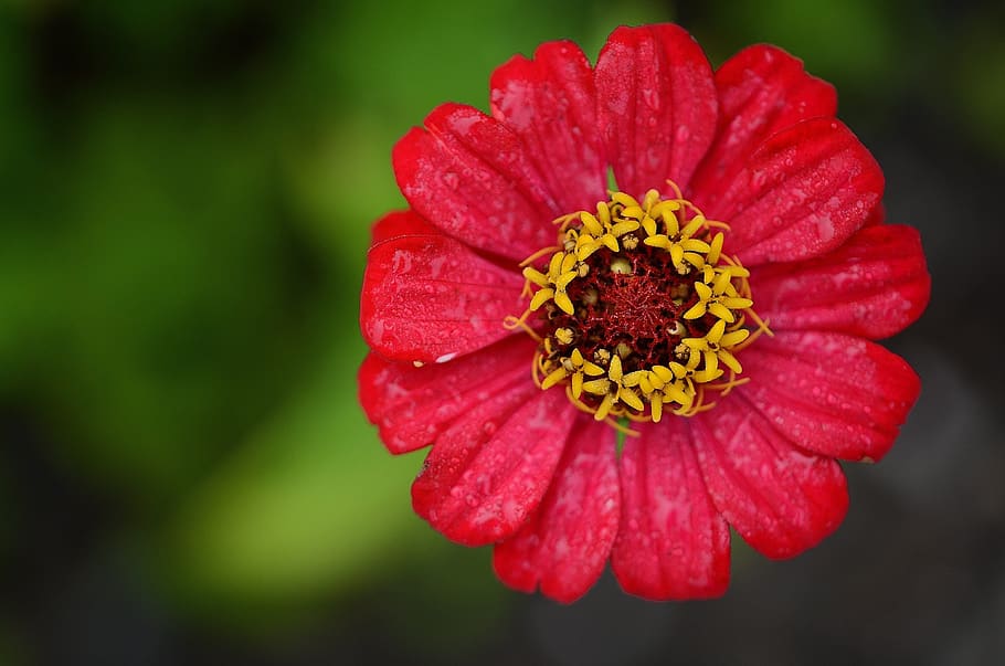 Red and Yellow Flower, bloom, blossom, close-up, flora, HD wallpaper HD wallpaper