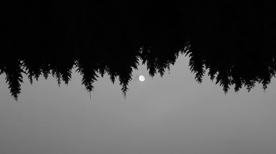 trees, nature, forest, moon, bw, minimal, wallpaper, dark, abstract