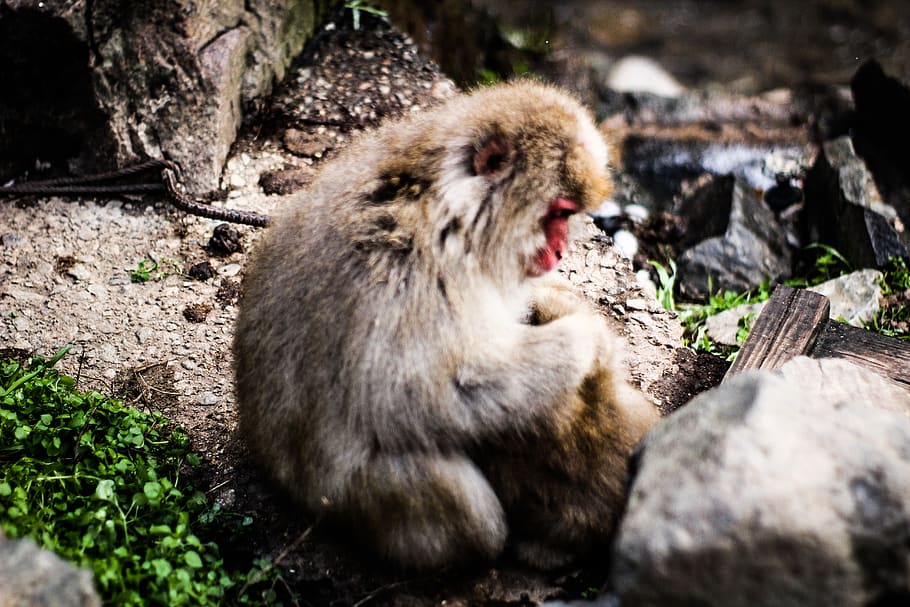 Monkey, Cute, Wildlife, Maternity, Snow Monkey, Animals, Mother HD wallpaper