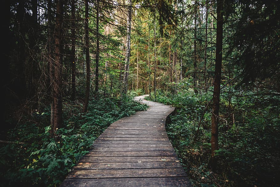 forest, woods, trees, nature, path, trail, hiking, trekking HD wallpaper