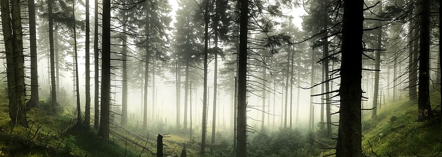 tall trees covered with fog, vegetation, plant, forest, nature, HD wallpaper