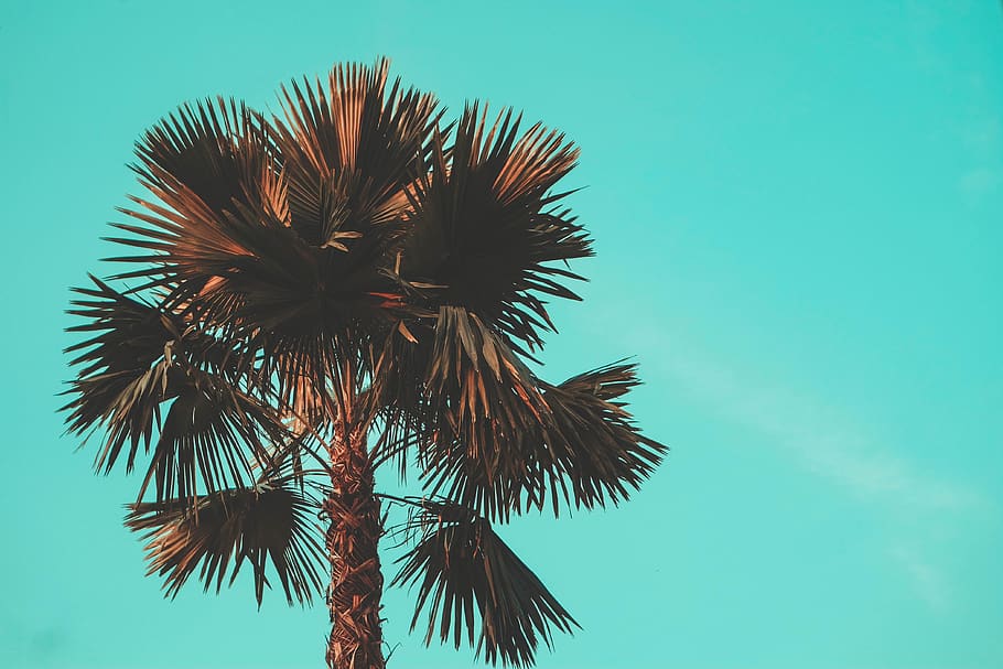 palm tree, arecaceae, flora, plant, indonesia, gelora bung karno HD wallpaper