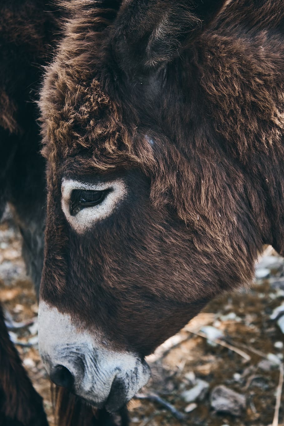 brown donkey, animal, mammal, wildlife, horse, beautiful, adventure HD wallpaper