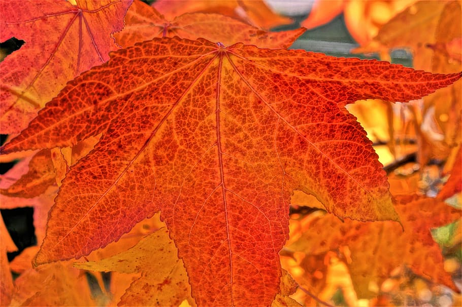 maple leaf, nature, fall foliage, fall color, red, autumn colours HD wallpaper