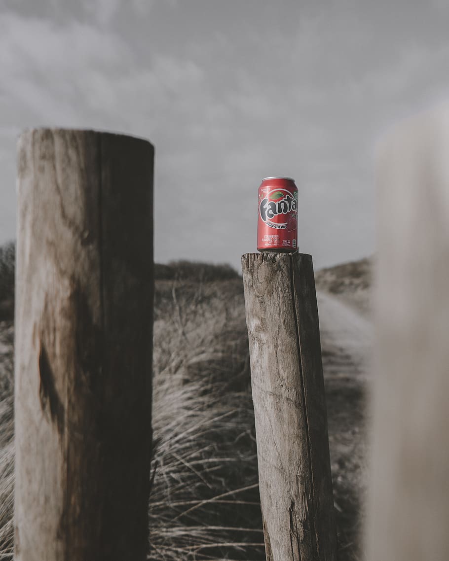 red can on wood, tin, the hague, drink, beverage, tree, plant