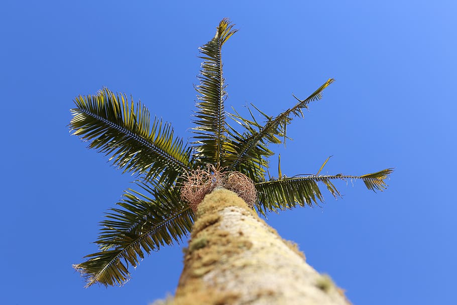 palm, sky, blue sky, tribe, nature, tropical, travel, vacations HD wallpaper