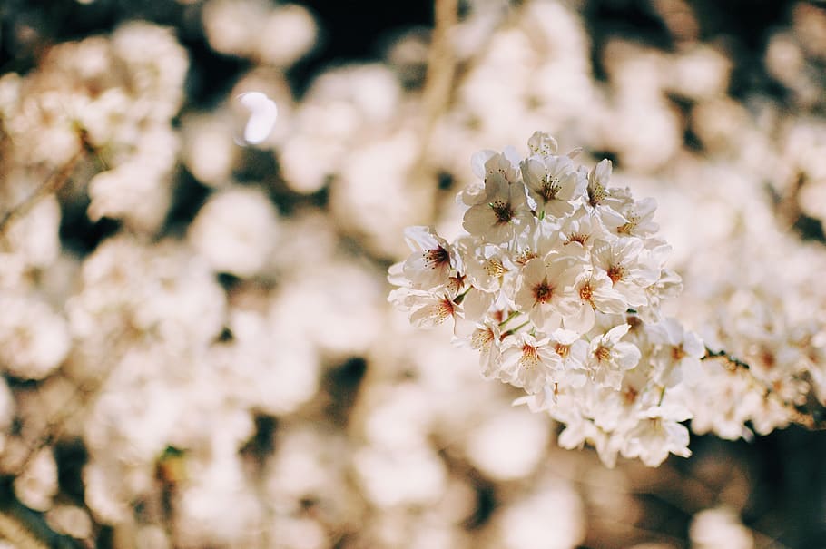 cherry blossoms, flower, flowering plant, freshness, fragility HD wallpaper
