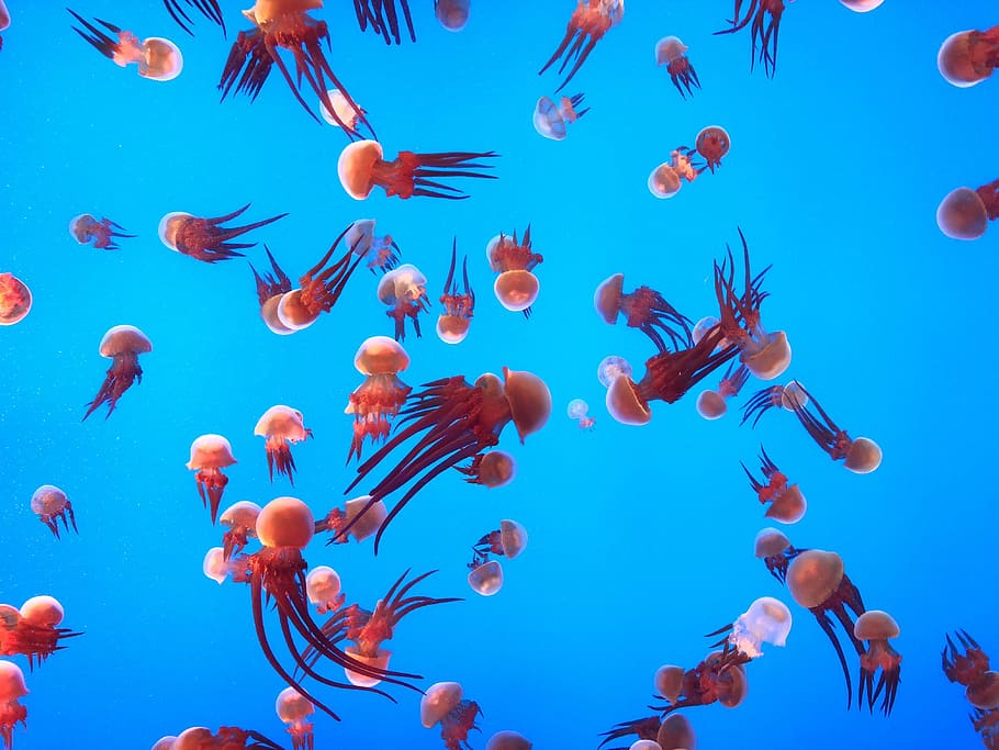 orange jelly fish, jellyfish, aquarium, underwater, float, floating HD wallpaper