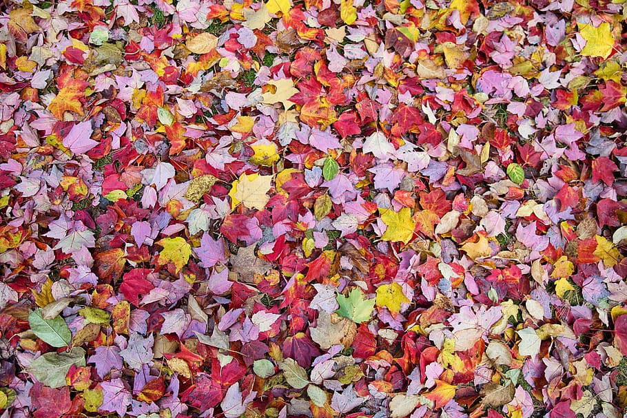 fall leaves, autumn, background, backdrop, colorful, red, bright HD wallpaper