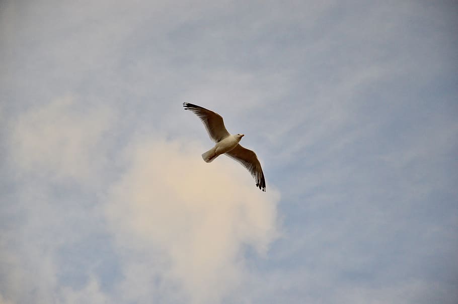 seagull, water, sky, bird, animals in the wild, animal wildlife HD wallpaper