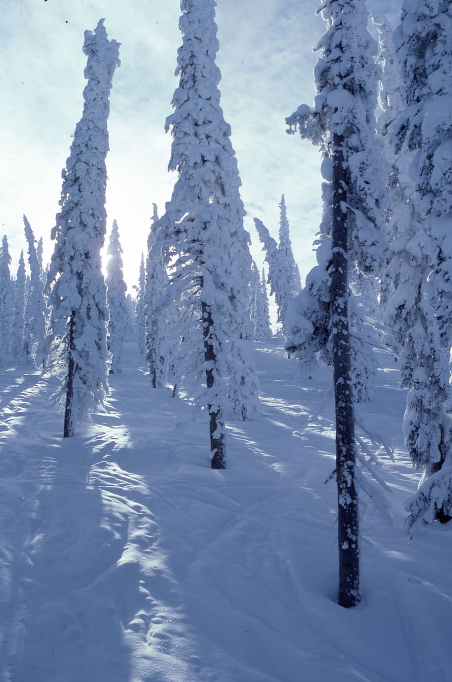 trees, forest, snow, winter, cold temperature, plant, tranquility HD wallpaper