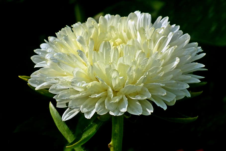 aster, flower, garden, wheatgrass, macro, summer, nature, white HD wallpaper