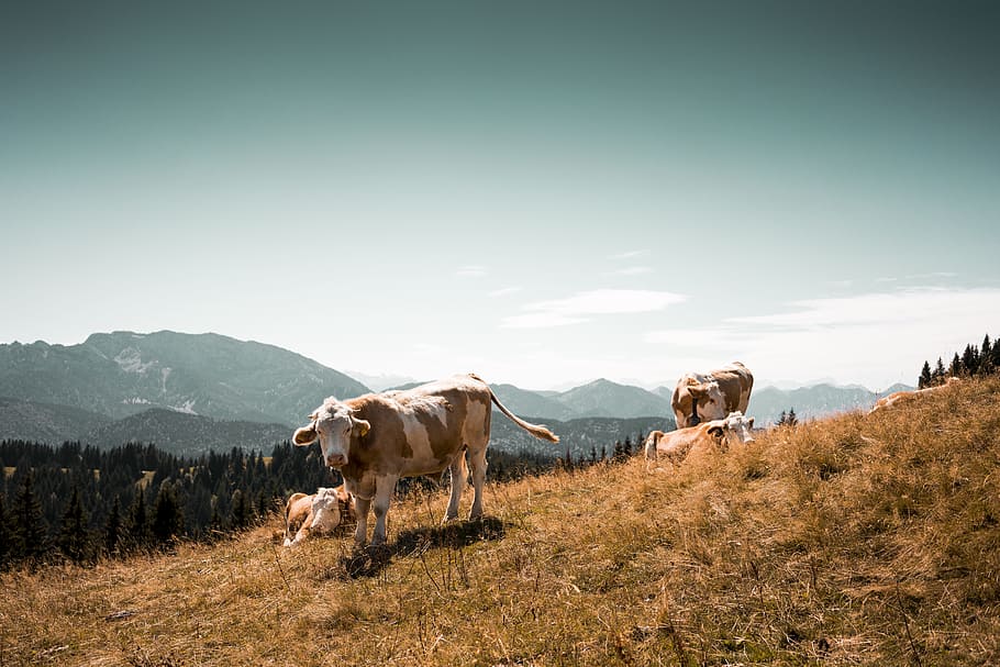 herd of cows on grass field, ridge, view, mountain, sky, countryside HD wallpaper