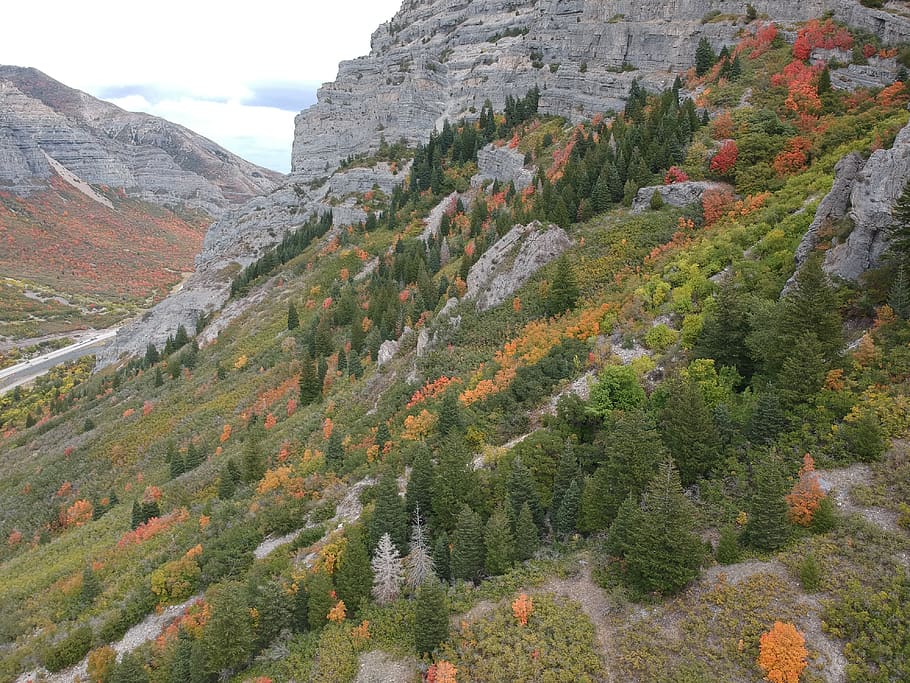 forest, trees, fall, autumn, mountain, beauty in nature, plant HD wallpaper