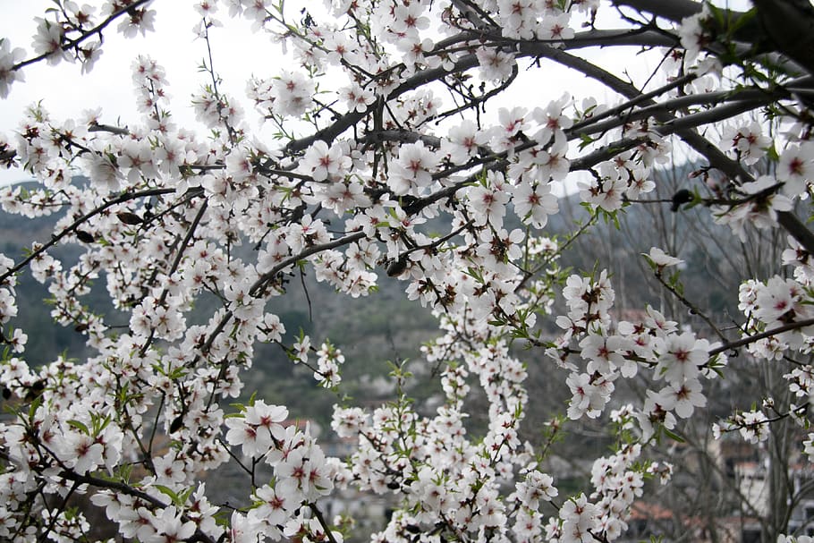 spring, almond tree, bloom, blossom, pink, white, smell, beautiful HD wallpaper