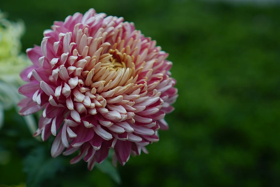 flower, flowering plant, fragility, vulnerability, petal, beauty in nature HD wallpaper