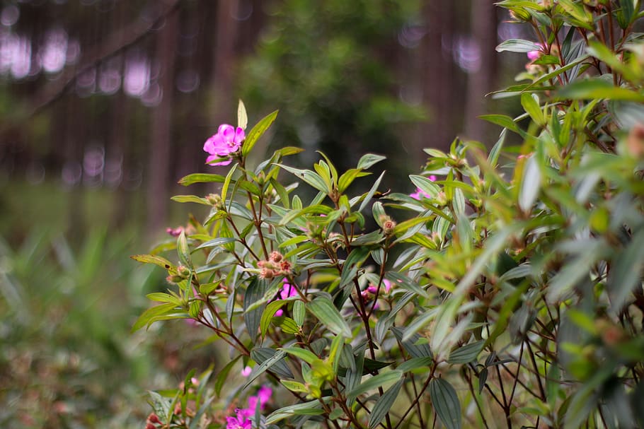 flower, purple, plant, flowering plant, growth, beauty in nature HD wallpaper
