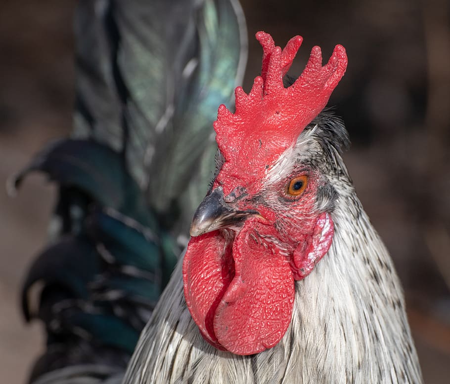 hahn, gockel, bird, farm, poultry, animal, cockscomb, livestock HD wallpaper