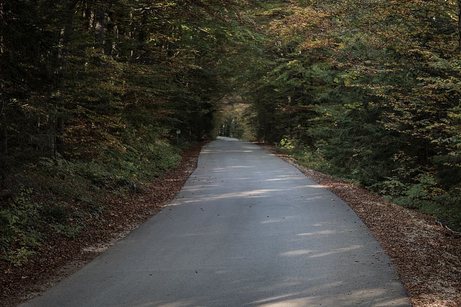 gray asphalt road, path, gravel, dirt road, flora, plant, grass HD wallpaper
