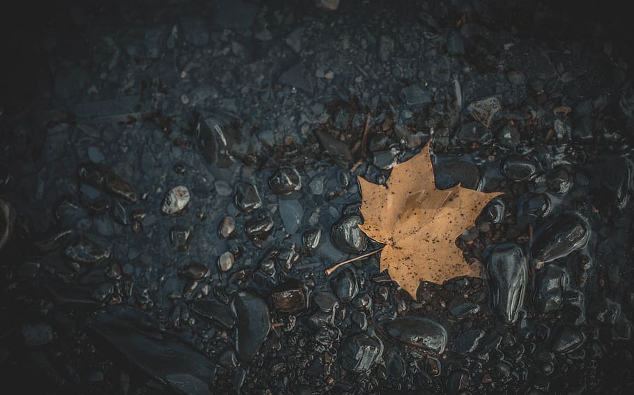 dried maple leaf, plant, tree, art, painting, tar, tarmac, asphalt HD wallpaper