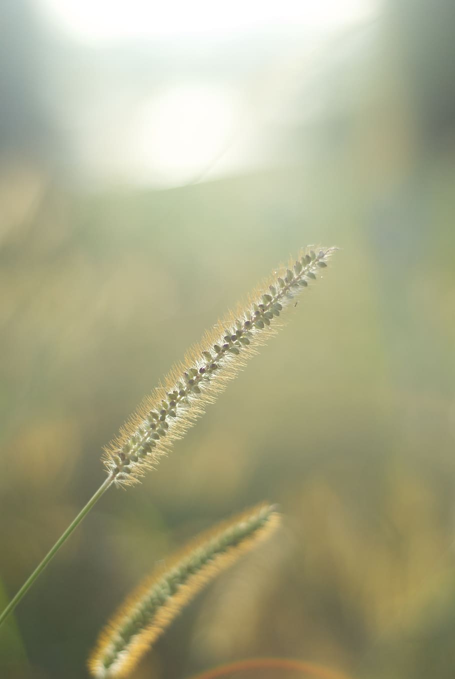 plant, beauty in nature, growth, selective focus, no people HD wallpaper