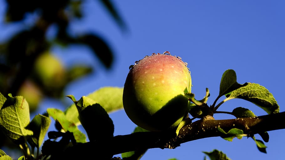 apple, nature, spring, branch, fruit, tree, close, dawn, nice HD wallpaper