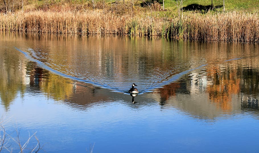 forest, nature, animal, reflection, water, pond, lake, geese HD wallpaper