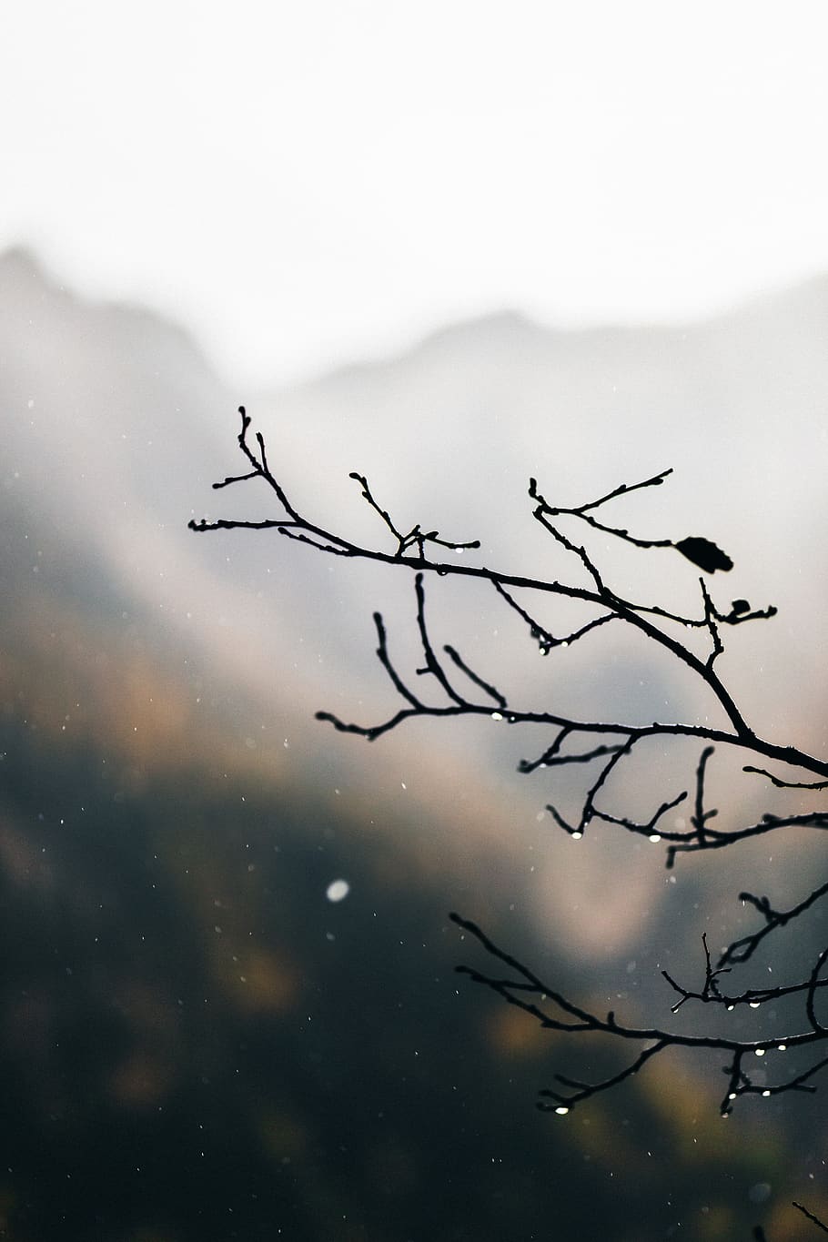 water droplets on leafless tree branch, plant, no people, nature HD wallpaper