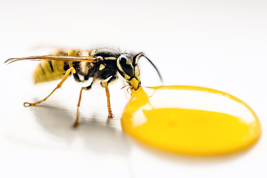 wasp, drinking, lemon, macro, insect, animal, garden, yellow HD wallpaper