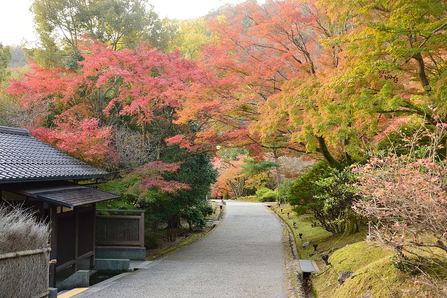 autumn, tree, japan, red, forest, leaves, autumnal, november HD wallpaper