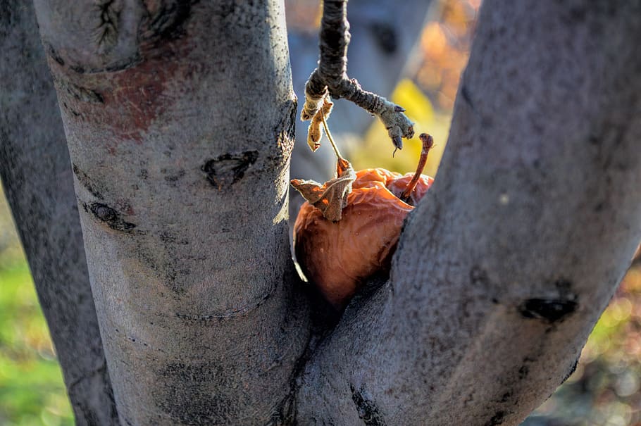 iran, jolfa, spoiled, drop, fall, apple, autumn, close-up, animal HD wallpaper