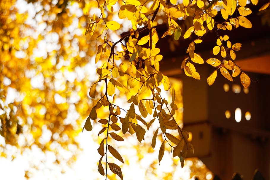 sunlight, trees, sunrise, sunset, yellow, focus on foreground HD wallpaper