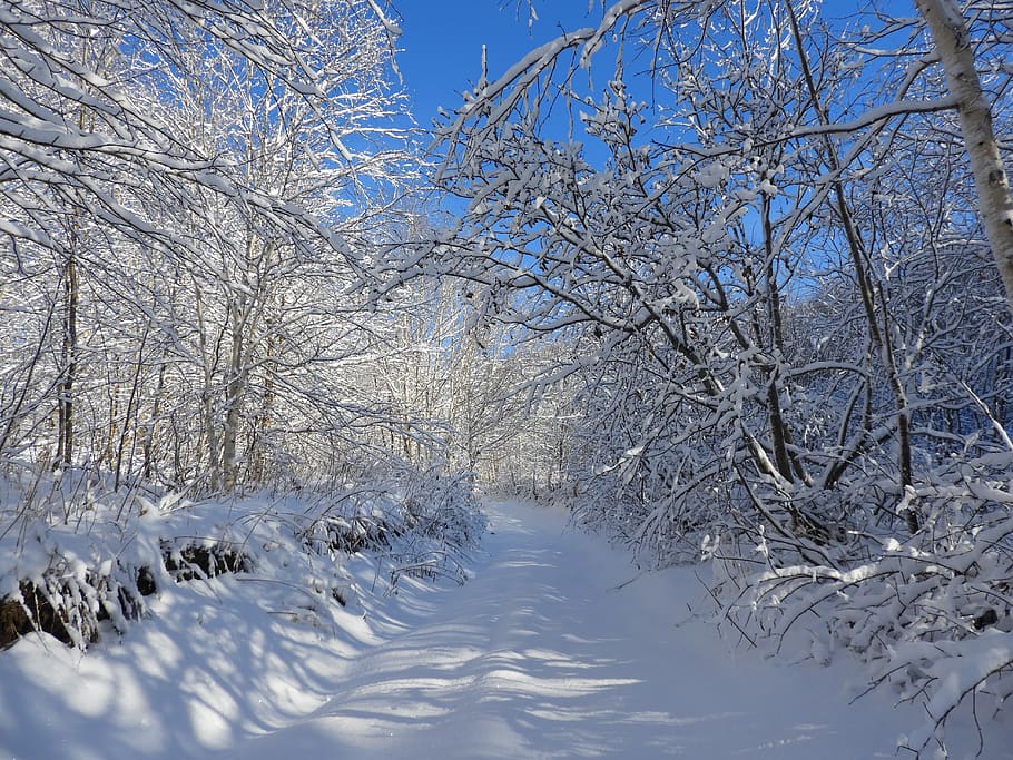 winter, snow, forest, cold, trees, frost, road, after a snowfall HD wallpaper