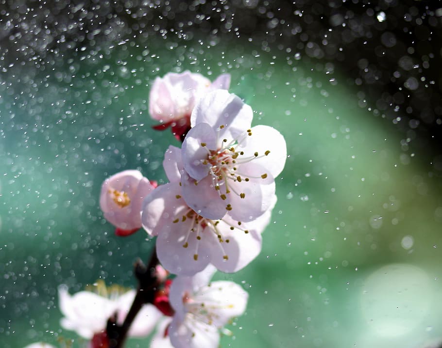 flowers, tree, white, casey, spring, flourished, nature, bud HD wallpaper