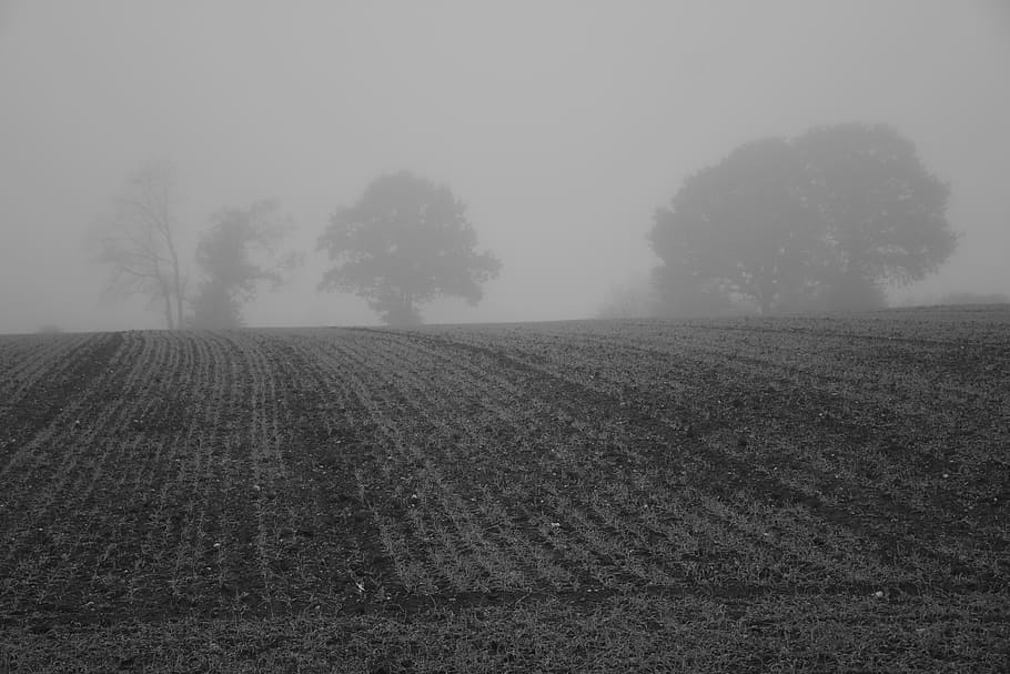 belgium, fog, landscape, field, tree, plant, environment, tranquility HD wallpaper