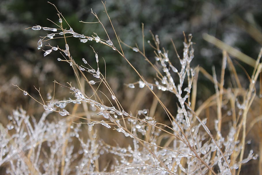 ice, grass, icy, winter, ze, zing, frozen, plant, focus on foreground HD wallpaper