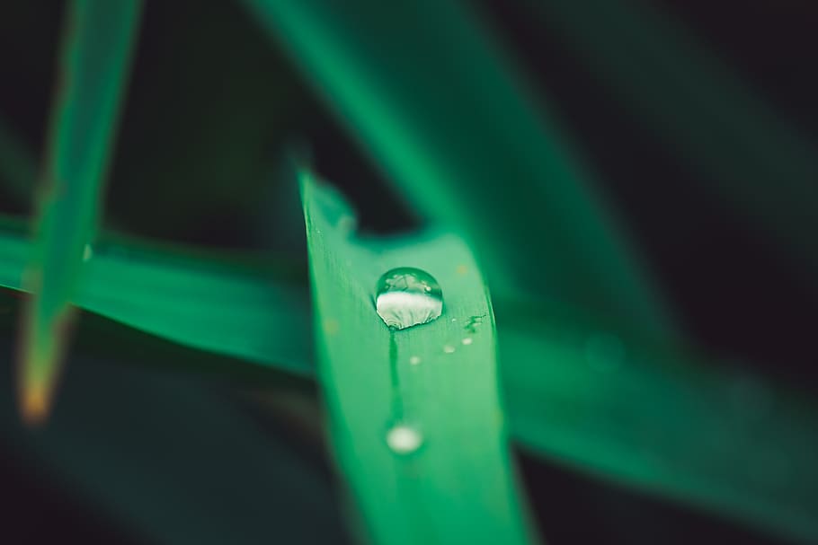 grass, water drop, macro, green, bokeh, blur, focus, green color HD wallpaper