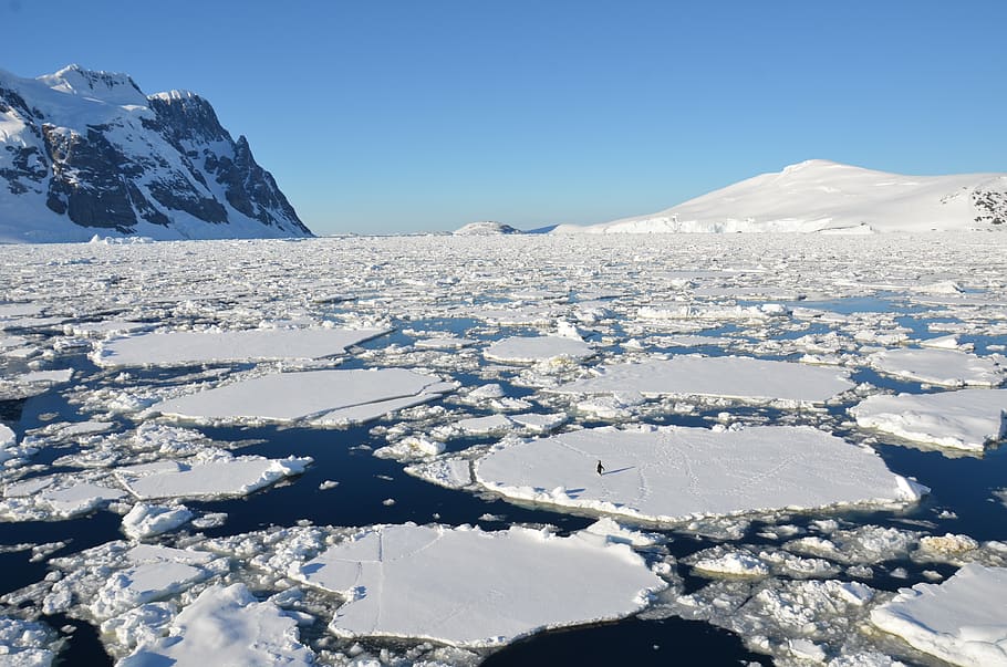 ice, penguin, antarctica, winter, cold temperature, beauty in nature HD wallpaper