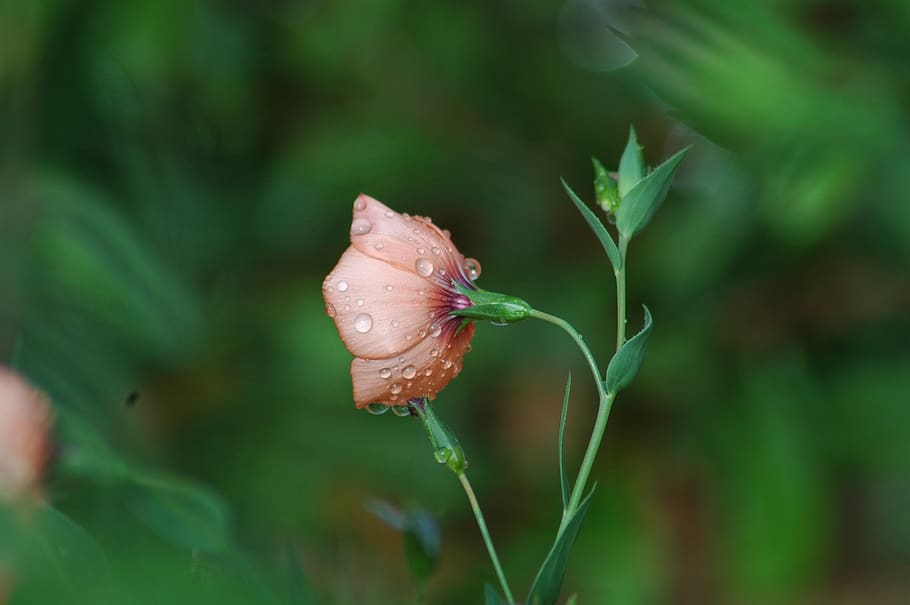 nature, flower, flora, leaf, outdoors, summer, garden, wet HD wallpaper